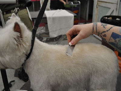 Pet Westie Trim
